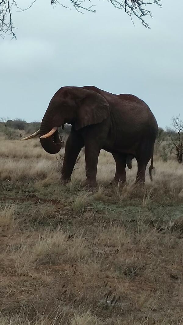 Ali Safari Kenya