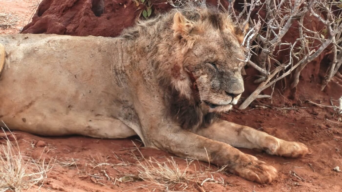 1 GG Tsavo Est