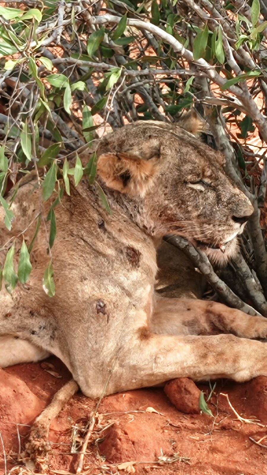 3 GG Taita Hills e Tsavo Est