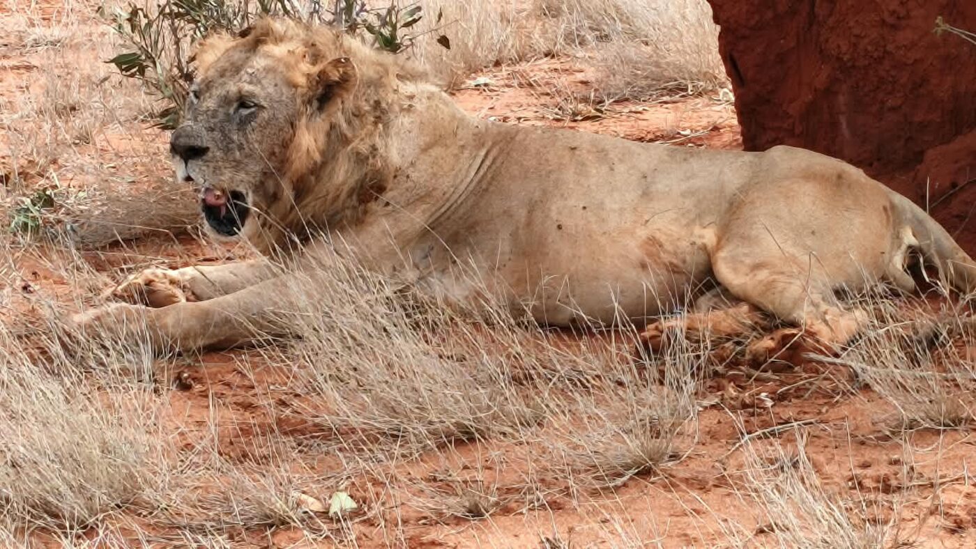 2 GG Tsavo Est