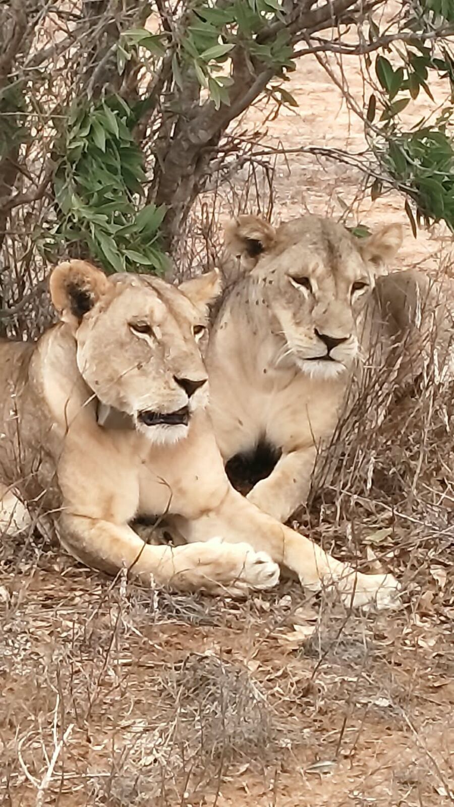 2 GG Maasai Mara