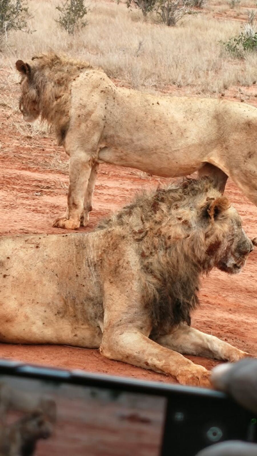 3 GG Maasai Mara